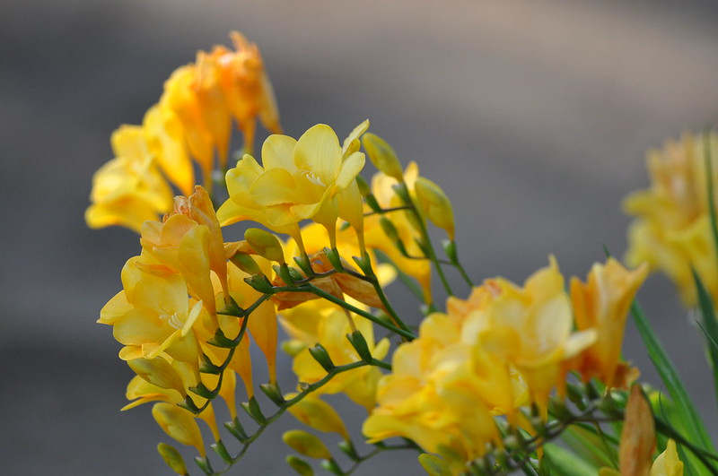 Freesia corymbosa