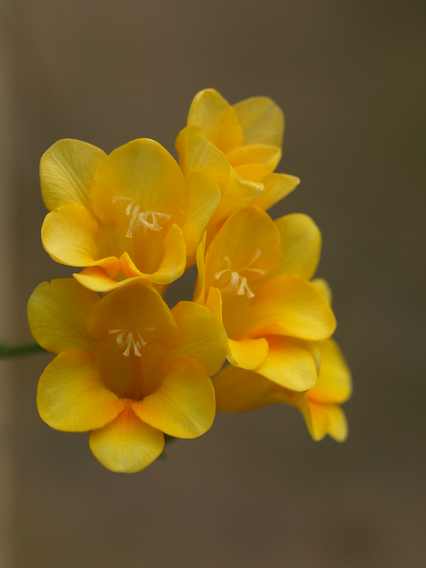 Freesia refracta