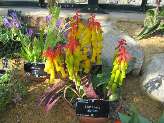 Lachenalia aloides