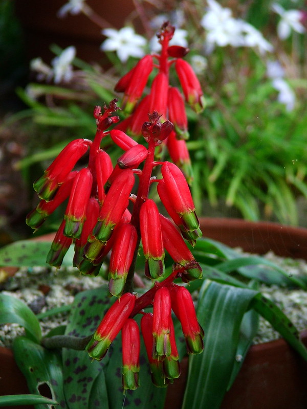 Lachenalia bulbifera