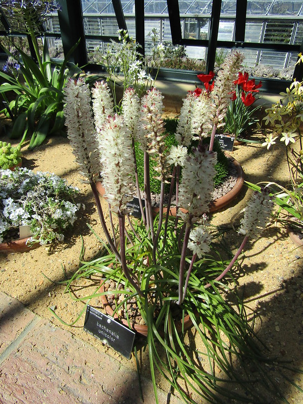 Lachenalia unicolor