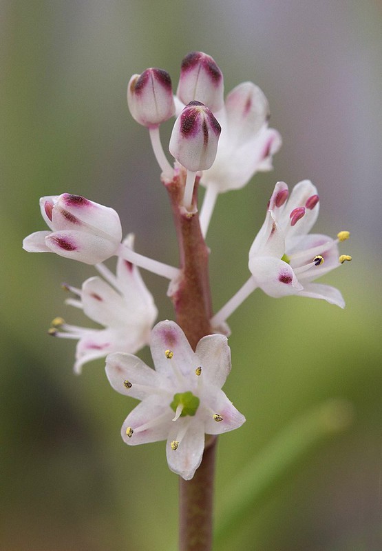 Lachenalia zeyheri