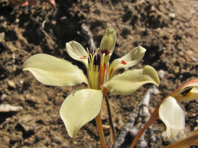 Lapeirousia fabricii