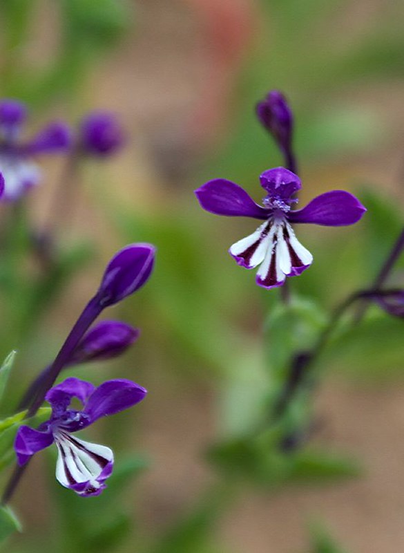 Lapeirousia jacquinii