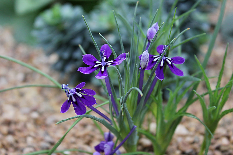 Lapeirousia oreogena