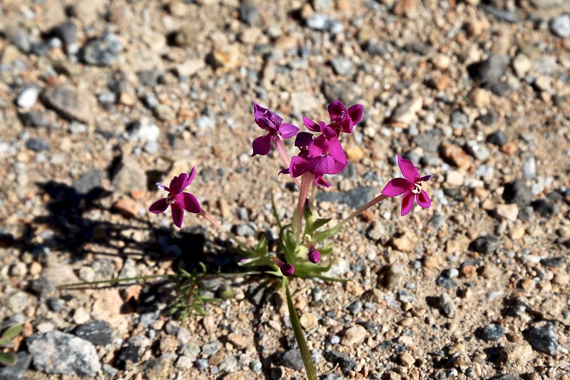 Lapeirousia silenoides