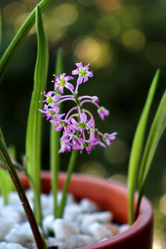 Ledebouria cooperi