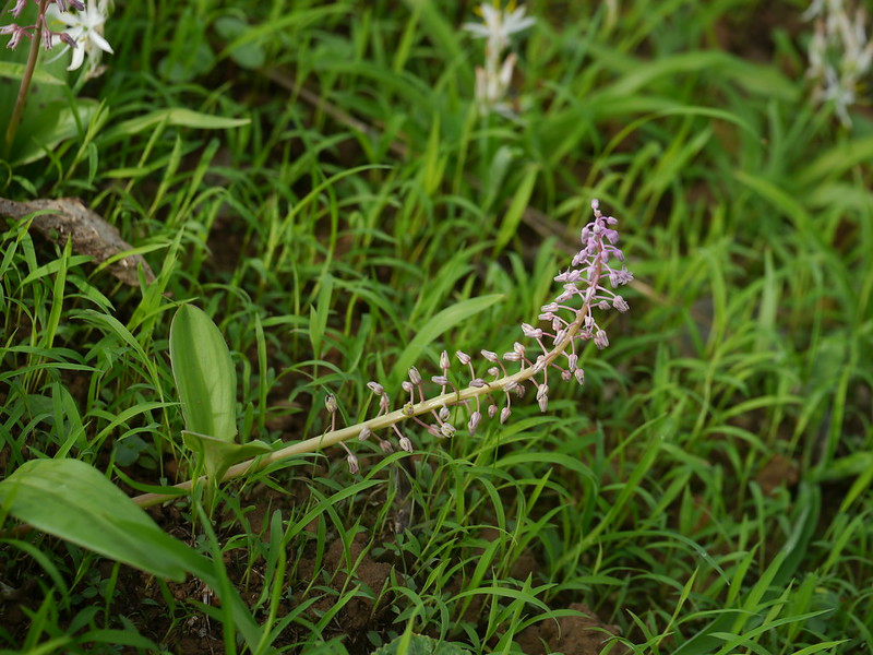 Ledebouria revoluta