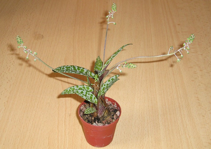 Ledebouria socialis