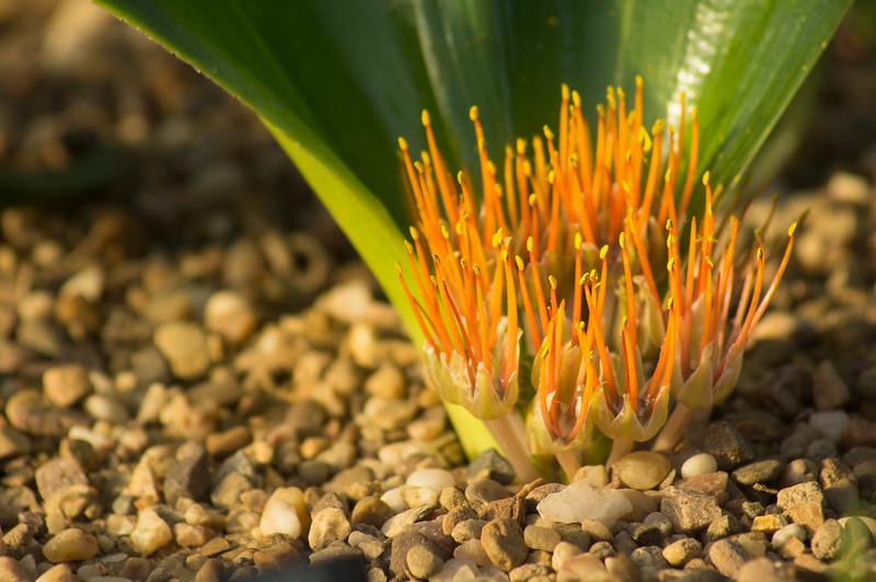 Massonia_angustifolia