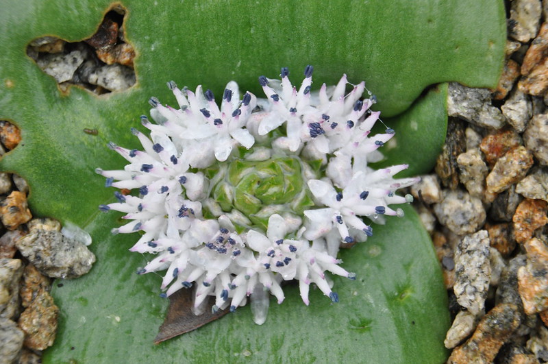 Massonia_echinata