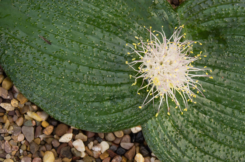 Massonia pustulata