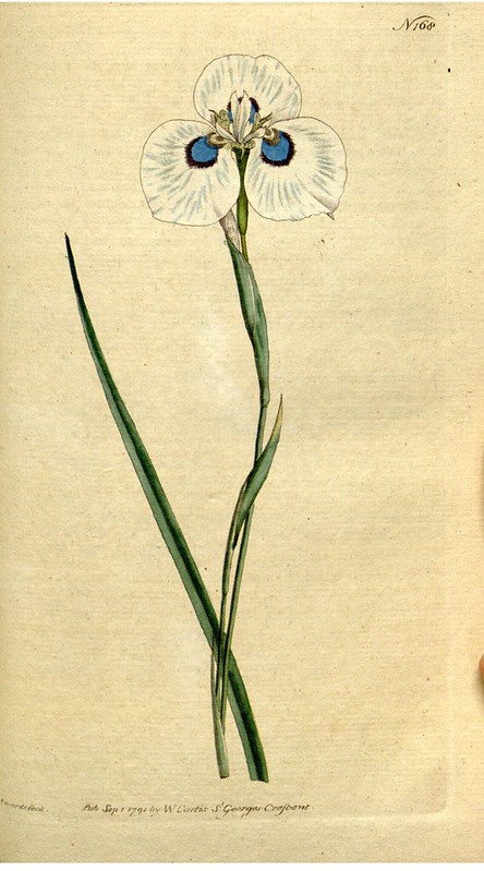 Moraea aristata