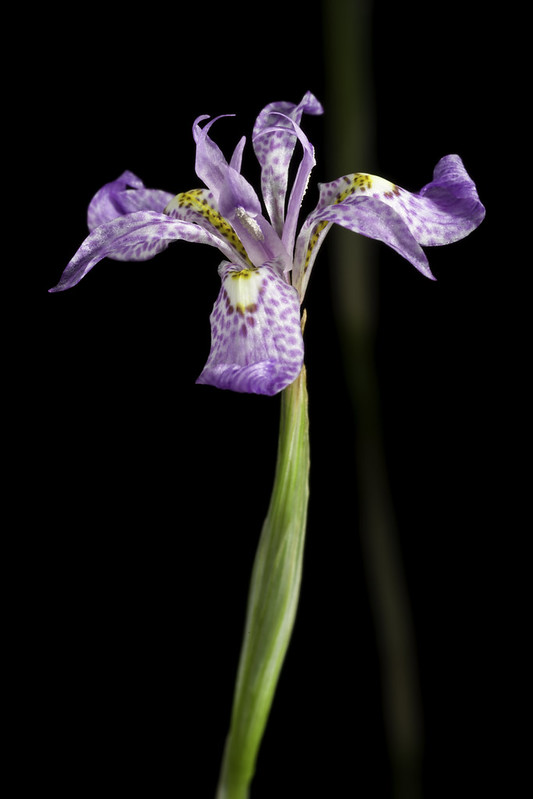 Moraea simulans