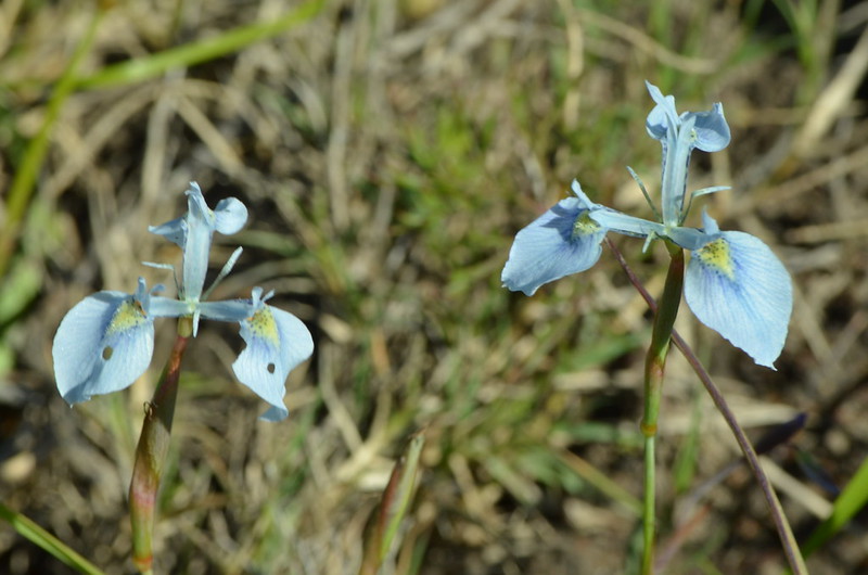 Moraea_tripetala