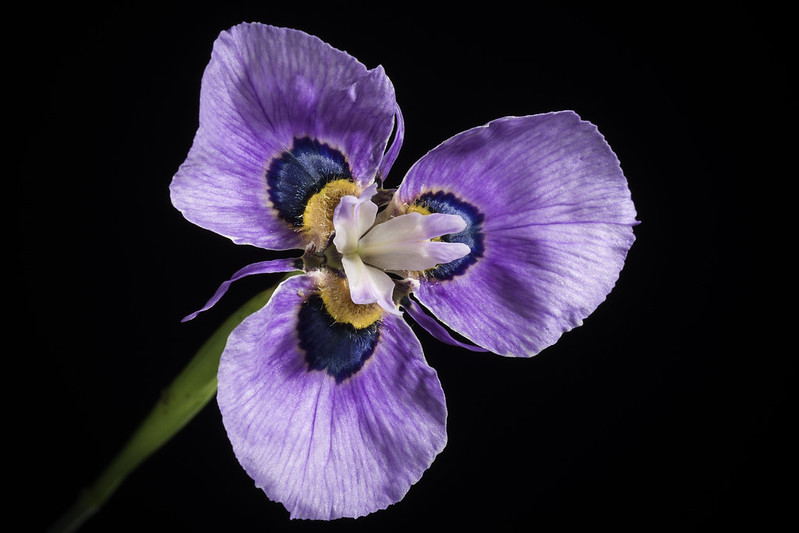 Moraea villosa