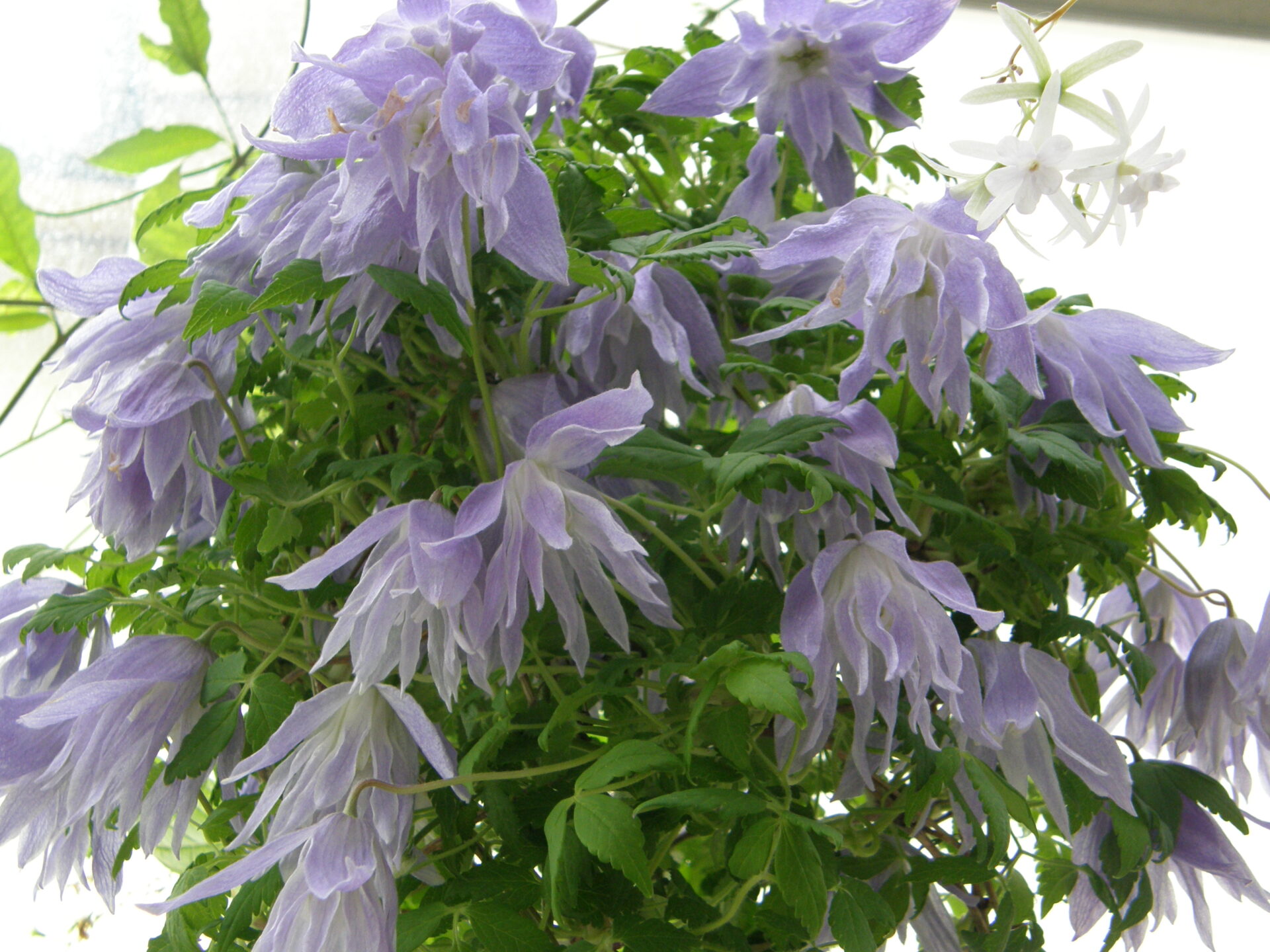 clematis macropetala