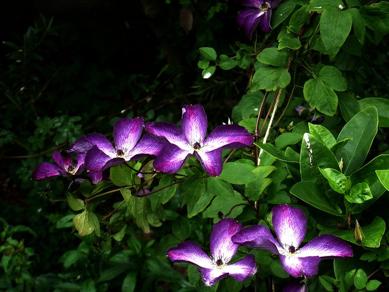 Venosa Violacea