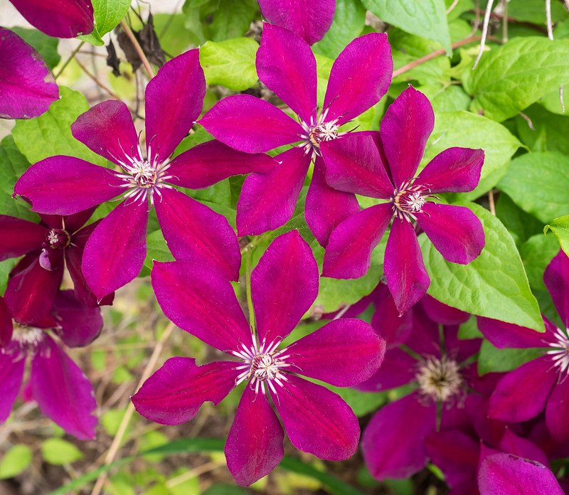 Clematis macropetala 'Westerplatte'