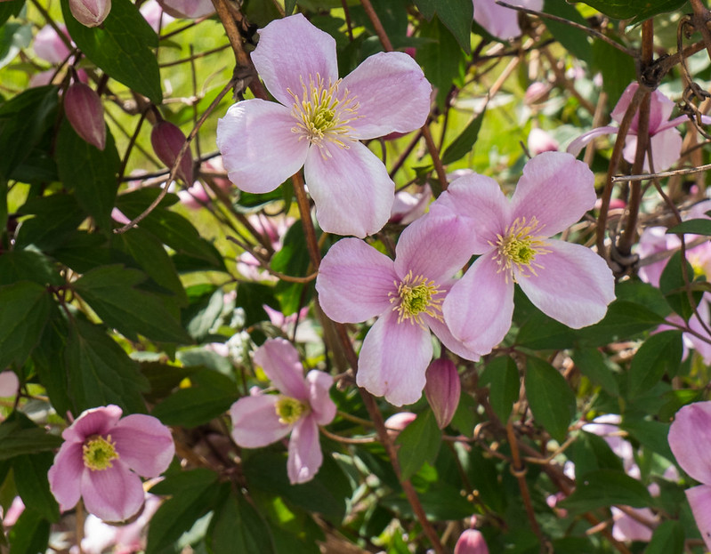 Clematis montana 'Elizabeth'