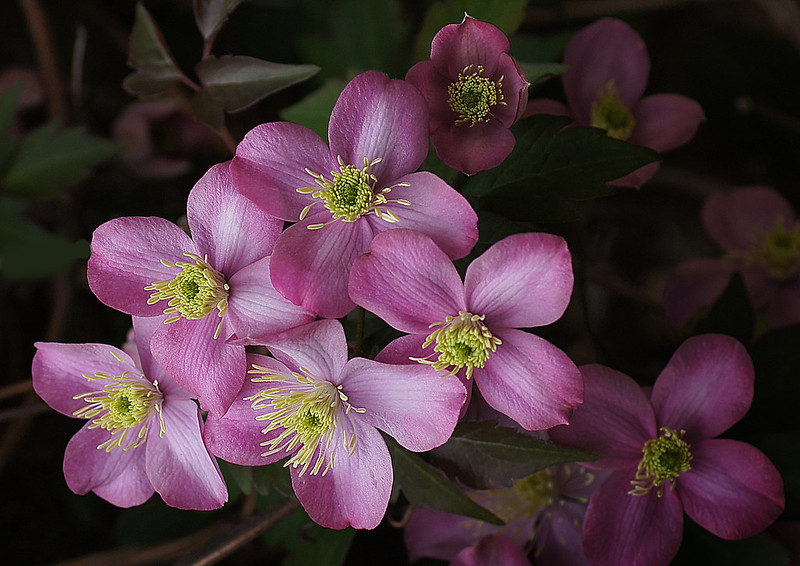 Clematis montana 'Rubens'