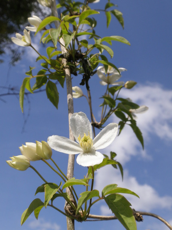 Clematis montana 'Snowflake'